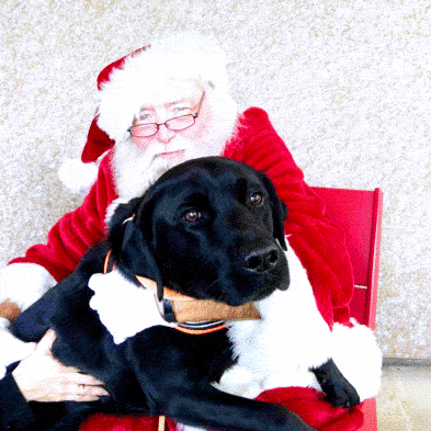 A big dog posing with Santa Claus