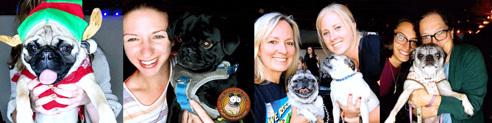 GIF montage of pugs from a photo booth