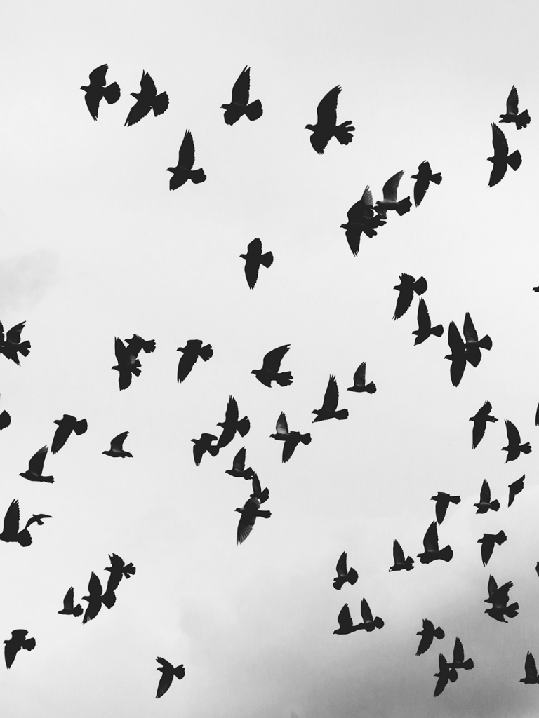 scary flock of birds flying through sky