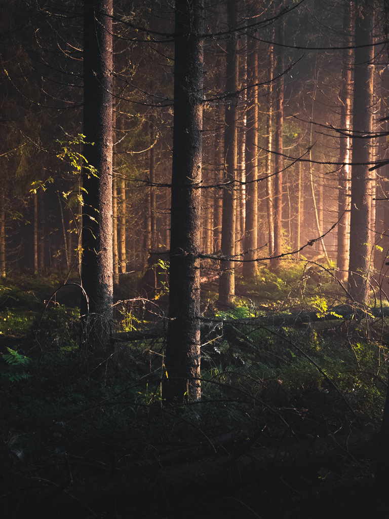 mystical forest at night with orange light glowing in the distance