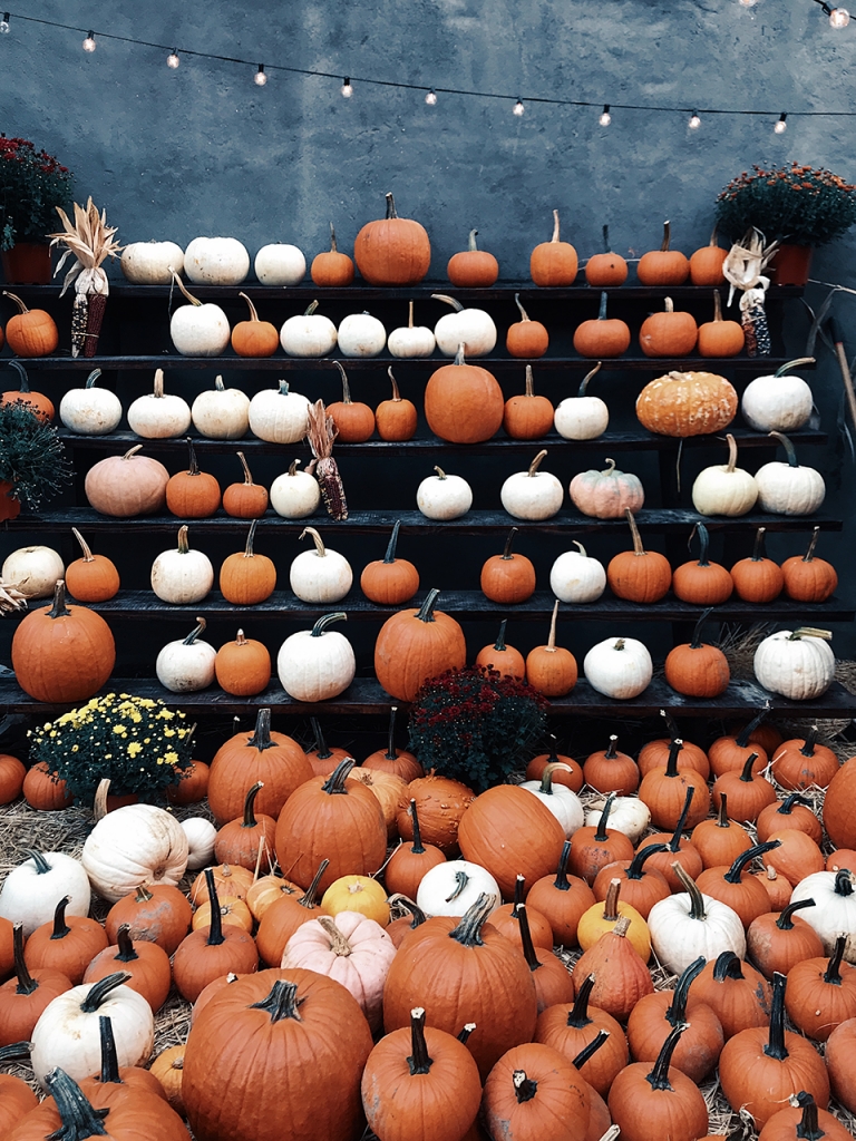 pumpkins in orange, white, yellow, lined up on shelves and ground