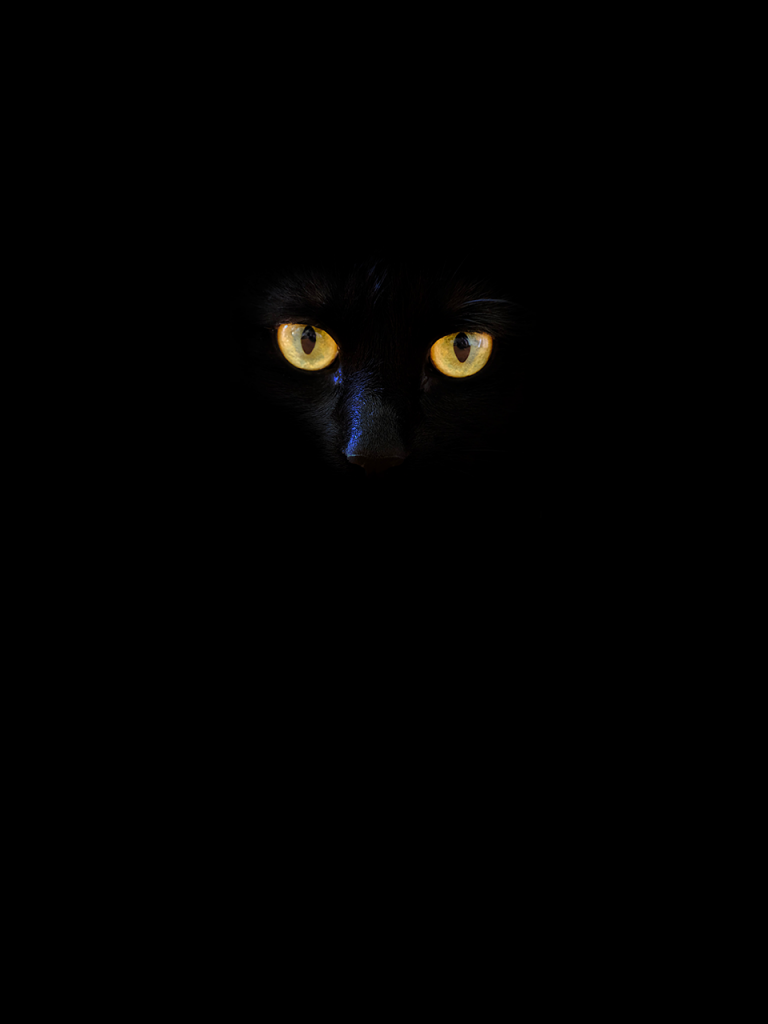 black cat on black background