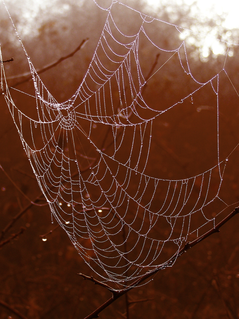 spiderweb with dew on orange forest background