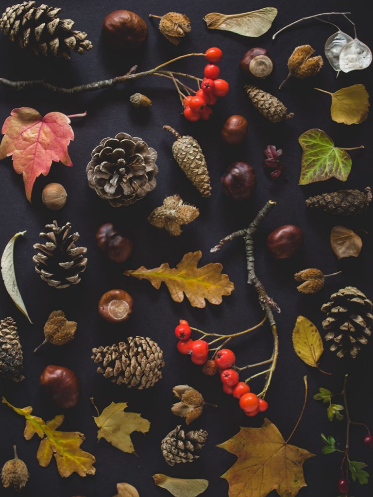 autumn leaves and pine cones in pile photo booth background