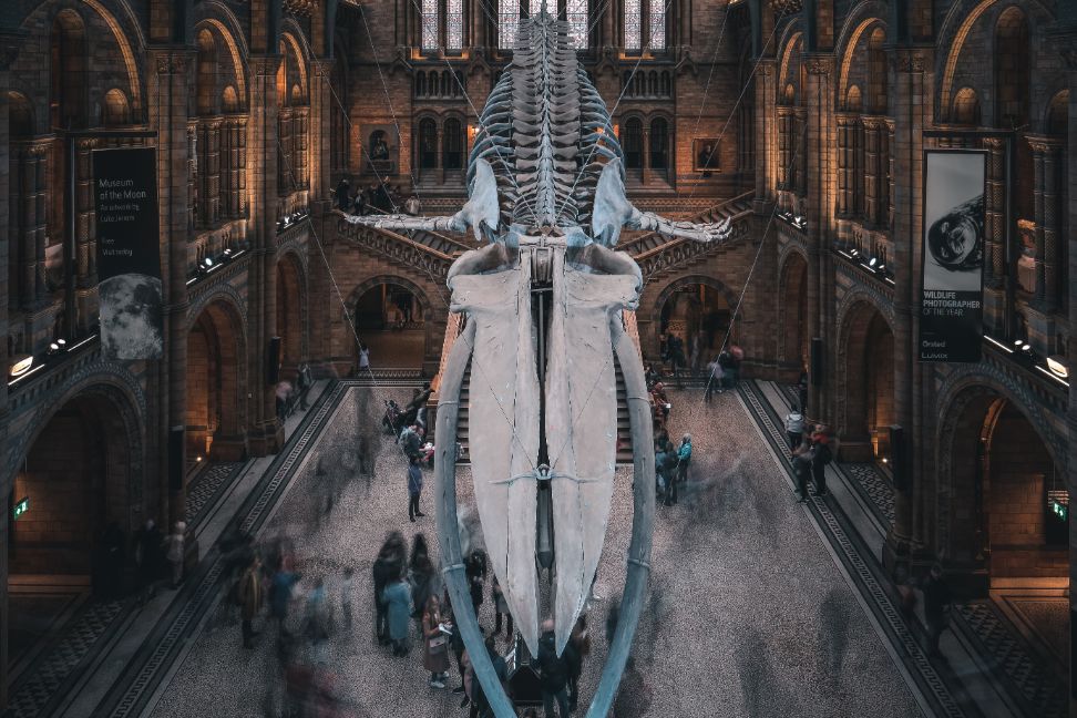 natural history museum